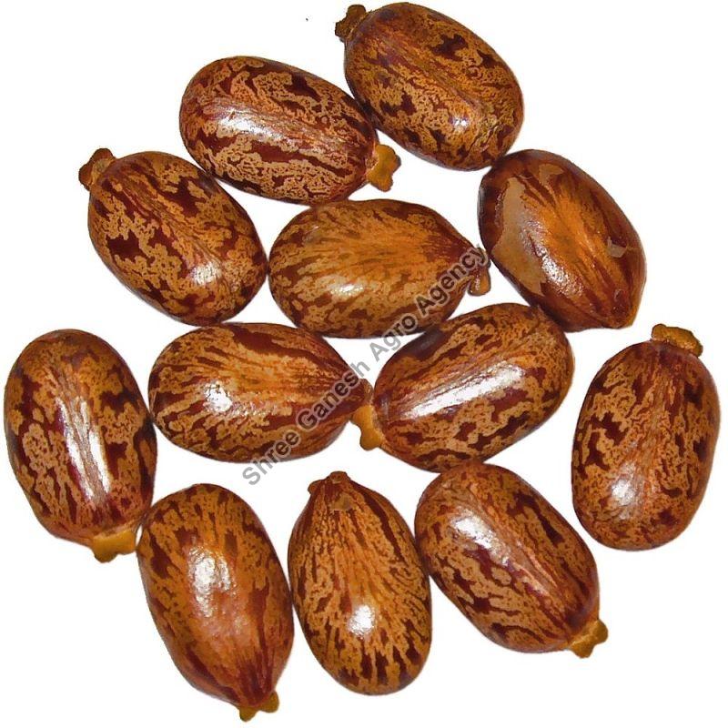 Hybrid Castor Seeds