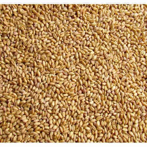 Lok 1 Wheat Seeds