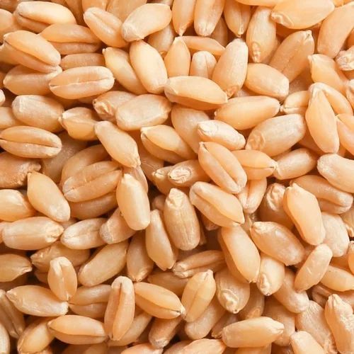 PBW 523 Wheat Seeds