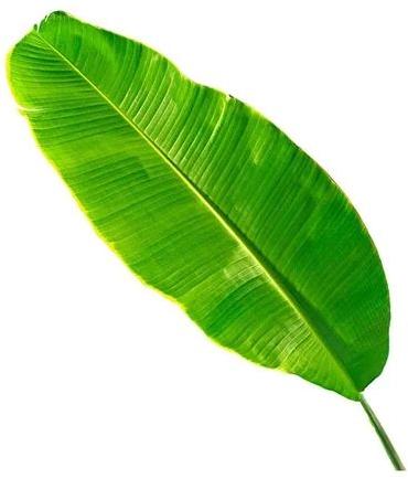 A Grade Green Banana Leaves