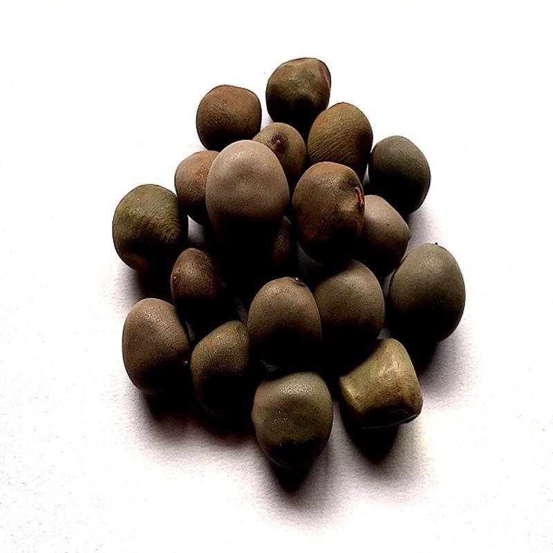 Natural Karanjwa Herb Seeds
