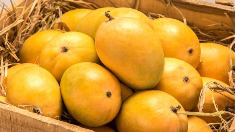 Natural Alphonso Mango