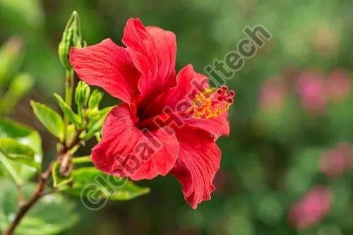 Petals Hibiscus Flower