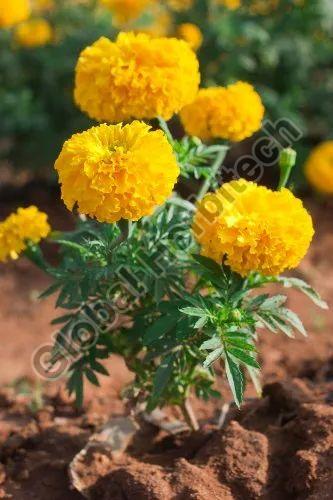 Tagetes Marigold Flower