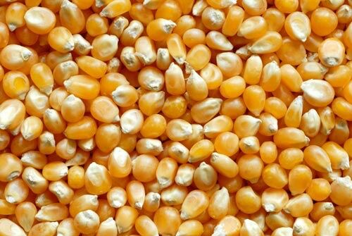 Maize Corn 01