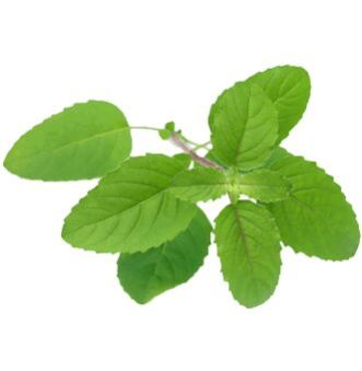 Tulasi
