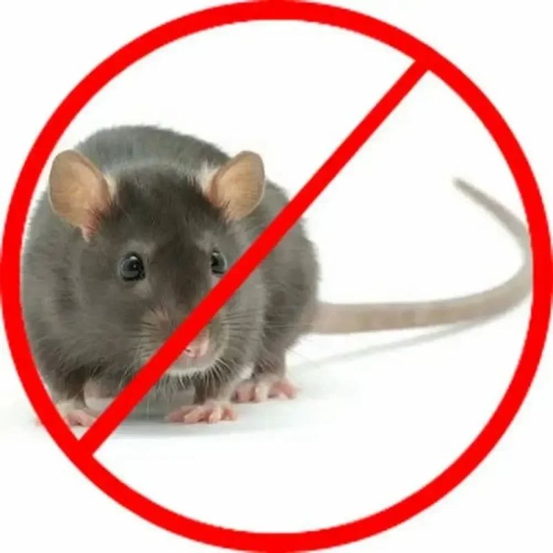 Industrial Rat Control Services