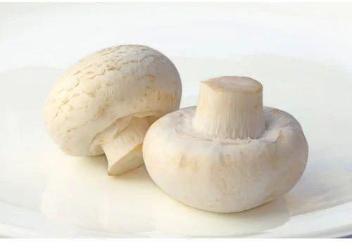 Organic Milky Mushrooms