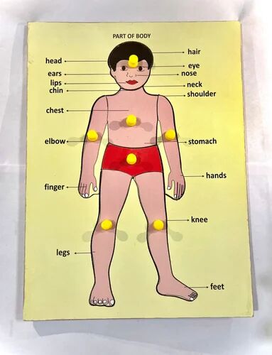 Wooden Body Parts Puzzle