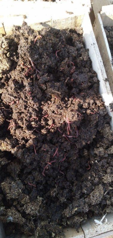 Vermiculture Earthworm