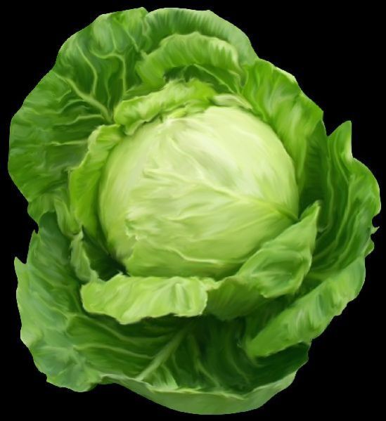 Fresh Cabbage 02