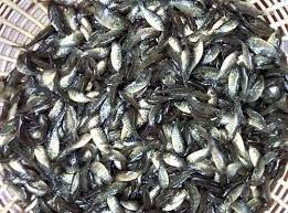 Gift Tilapia Fish Seeds Exporter Supplier from Kota India