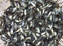 Gift Tilapia Fish Seeds