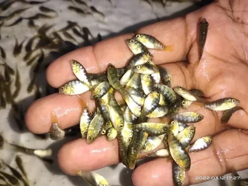 Monosex Tilapia Fish Seeds