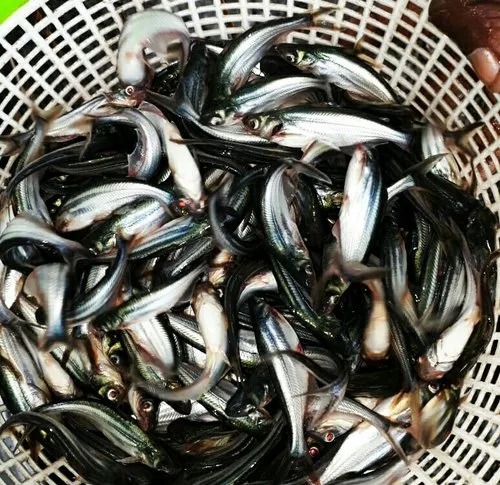 Pangas Fish Seeds
