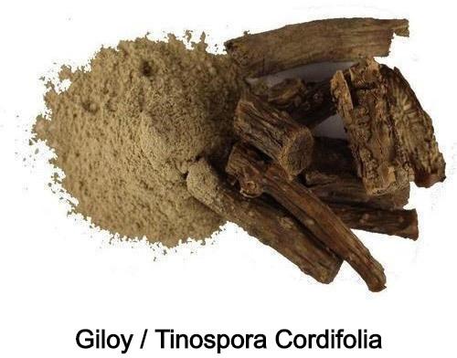 Tinospora Cordifolia Powder