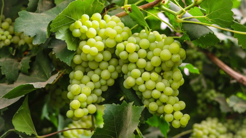 Green Grapes