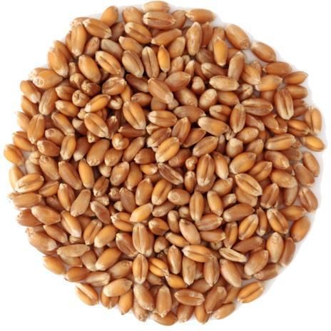 Fresh Wheat Seeds