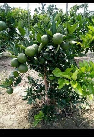 B1 Sweet Malta Lemon Plant