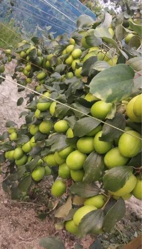 Green Apple Ber Plant