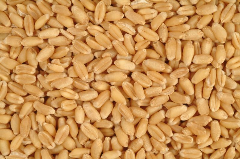 Fresh Wheat Grain