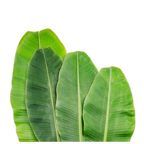 UMS banana leaf