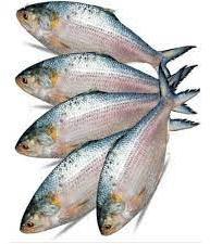 Fresh Hilsa Fish