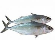 Fresh Mackerel Fish