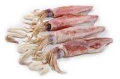 Fresh Squids Fish