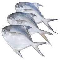 Freshwater Pomfret Fish