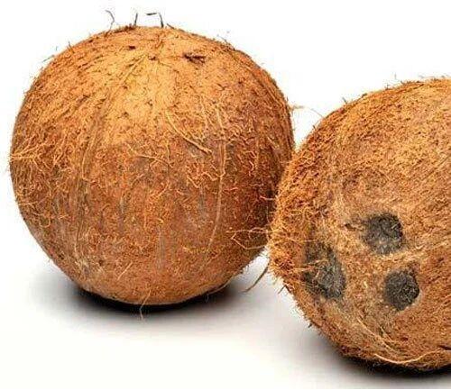 A Grade Semi Husked Coconut