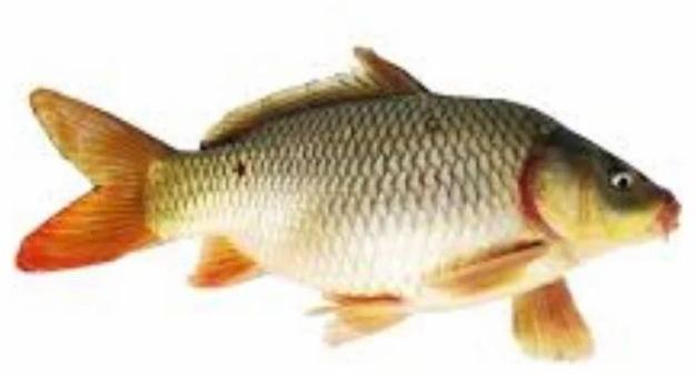 Common Carp Fish Seeds Manufacturer Supplier from Latur India