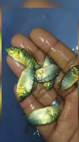 Gift Tilapia Fish Seeds