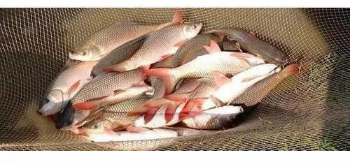 Jayanti Rohu Fish Seeds