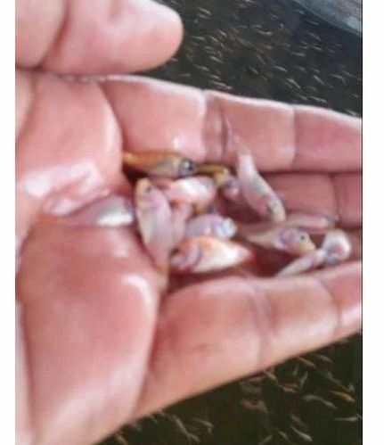 Red Tilapia Fish Seeds