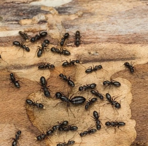 Ants Control Services