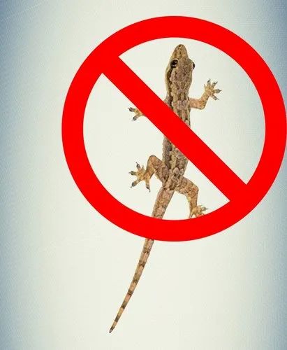 Lizard Control Service