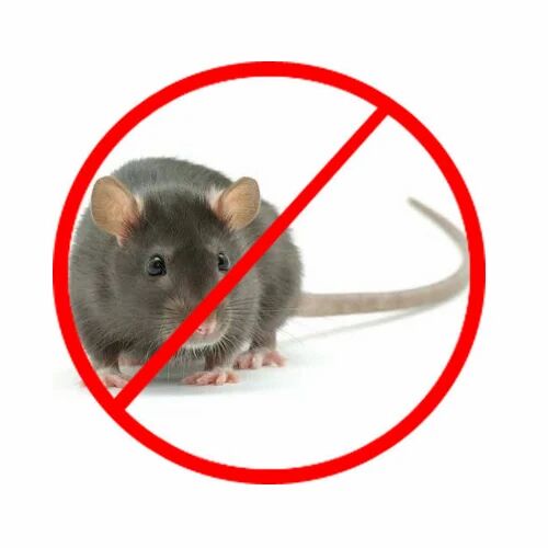 Rodent Control Treatment Service