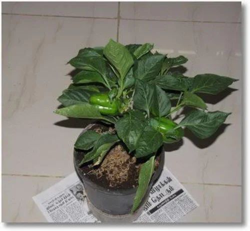 Grafted Green Capsicum Plant