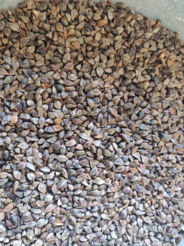 Natural Buckwheat Seeds