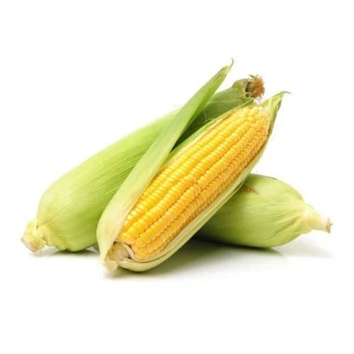 Fresh Yellow Maize