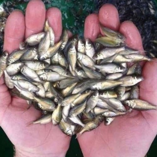 Desi Tilapia Fish Seeds