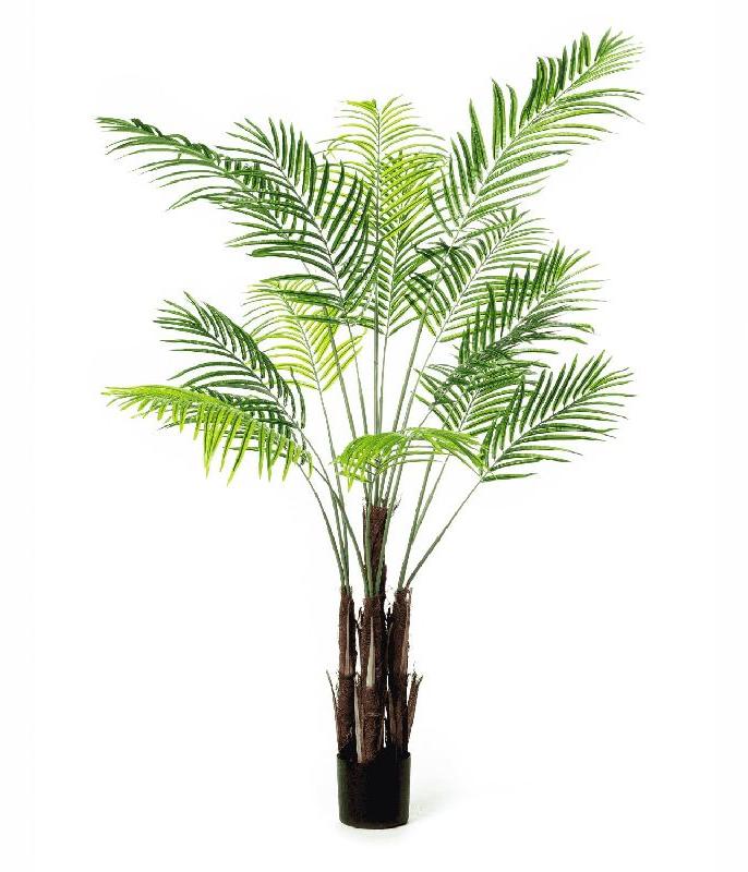 Areca Palm Plants
