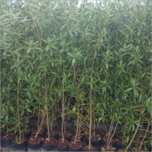 Conocarpus Plants