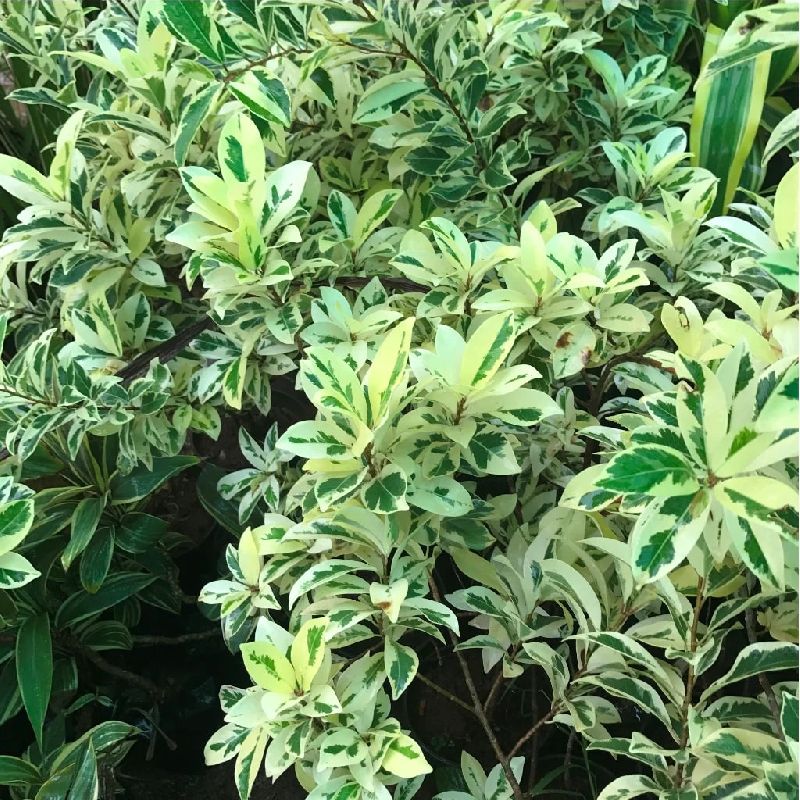 Ficus Plants