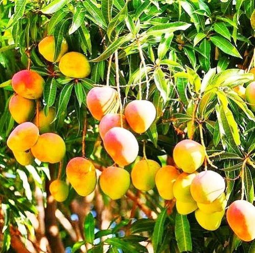 Mango Plants