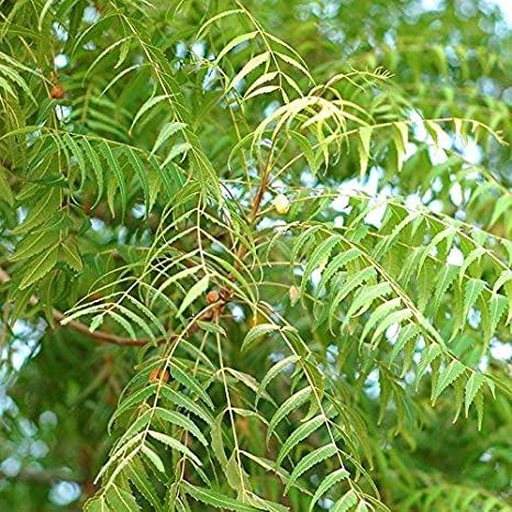 Neem Plants