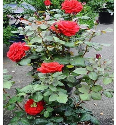 Rose Flower Plants