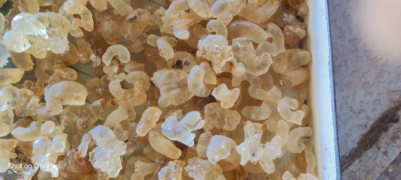 Edible Gum