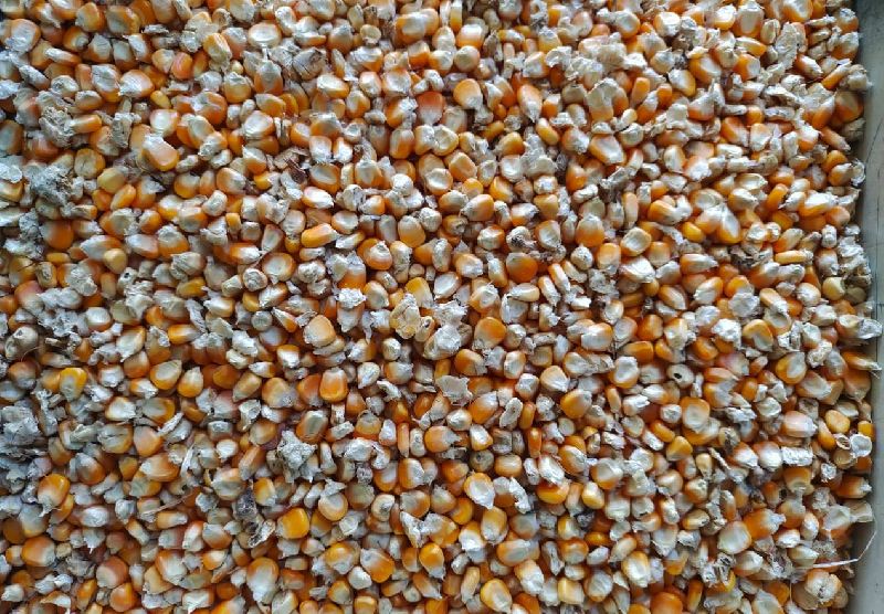 Maize Seeds